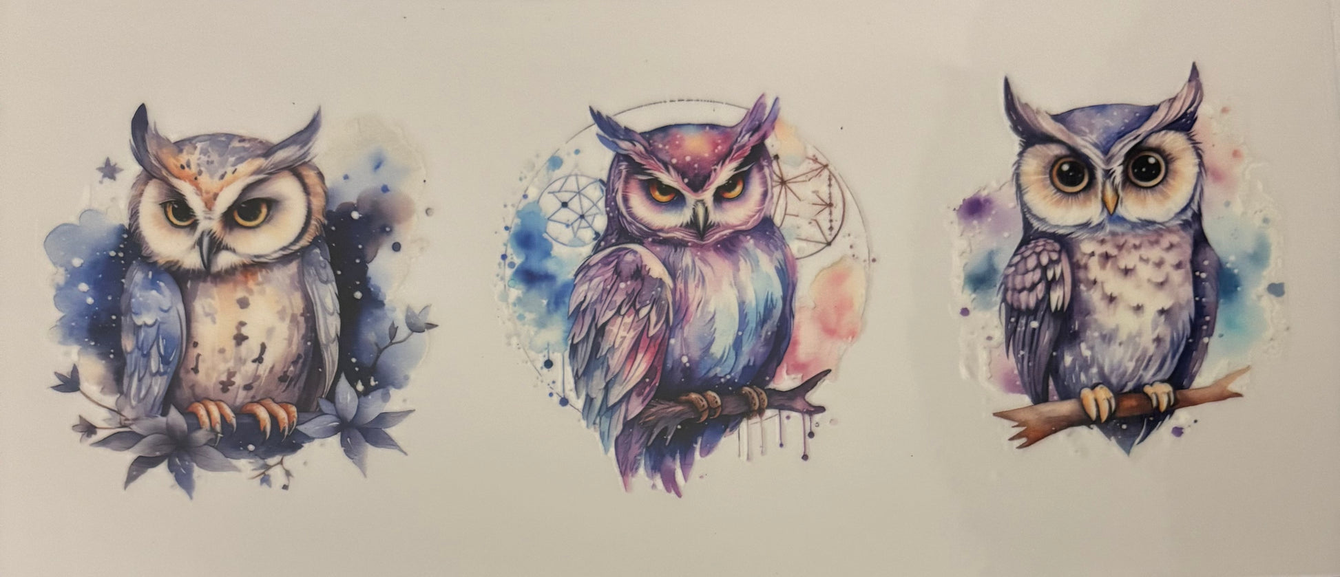 Owls