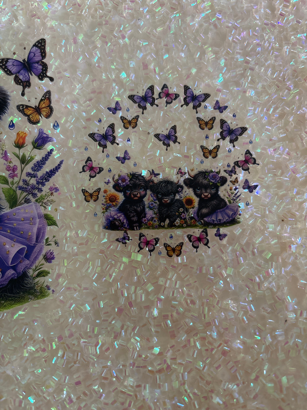 Black Baby highland cows