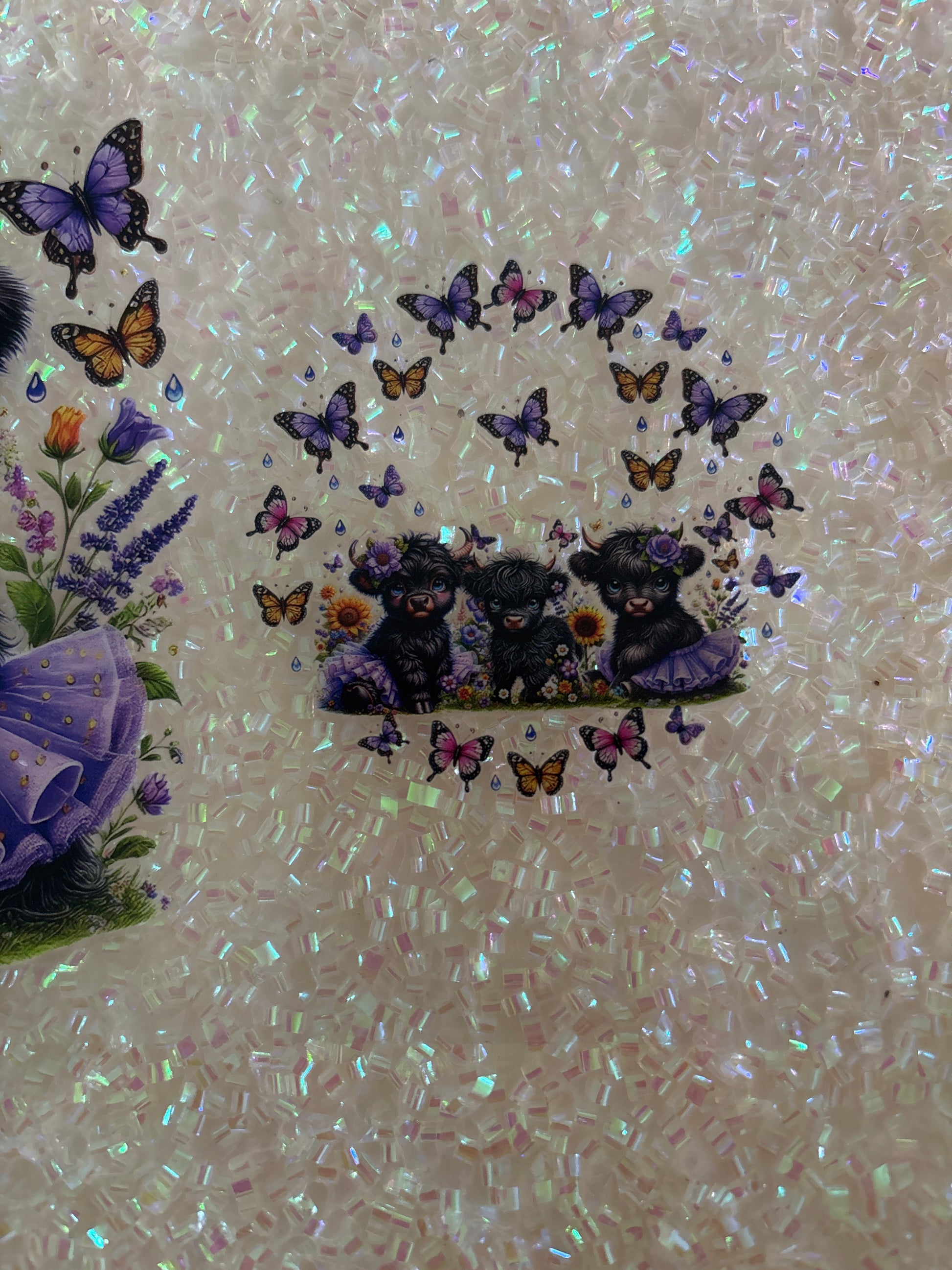 Black Baby highland cows