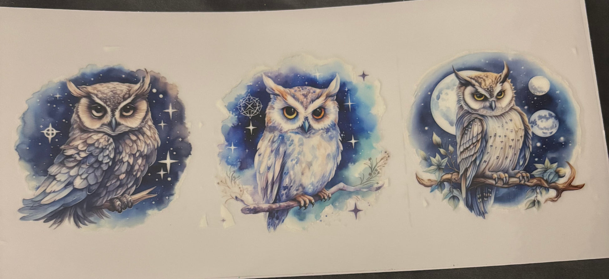 Owl